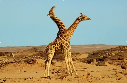 Les grandes girafes sont muettes mais les petites girafes sont rares