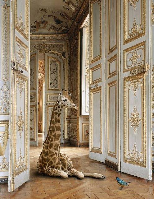 Ah les Girafes !